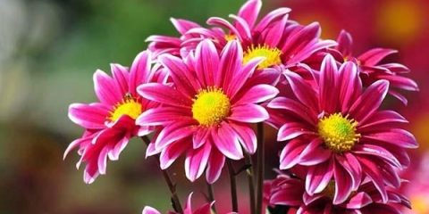 Kako ukorijeniti krizantemu iz buketa kod kuće